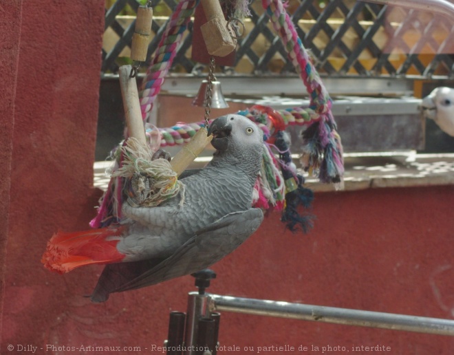 Photo de Perroquet - gris du gabon