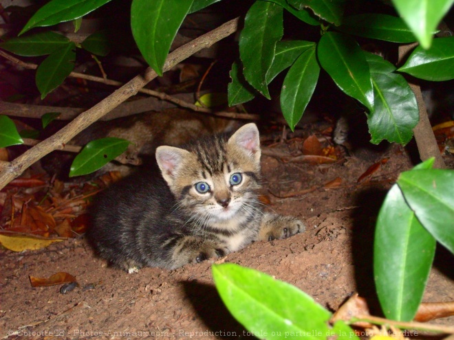 Photo de Chat domestique