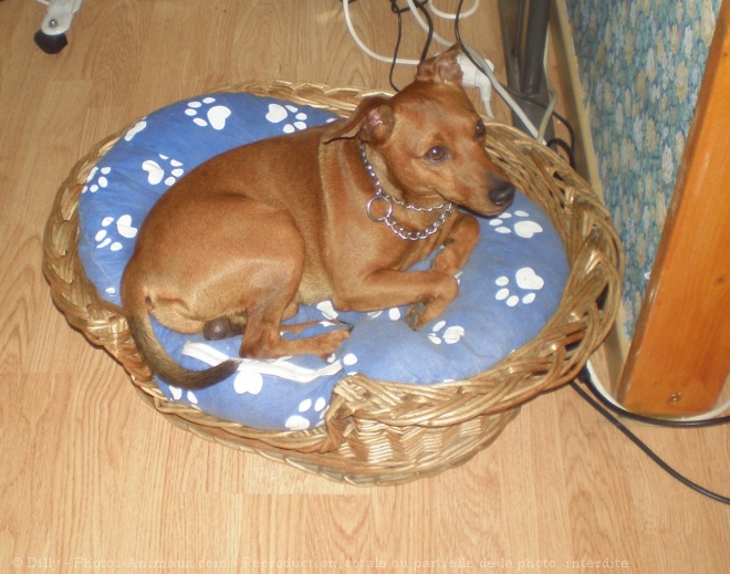 Photo de Pinscher nain