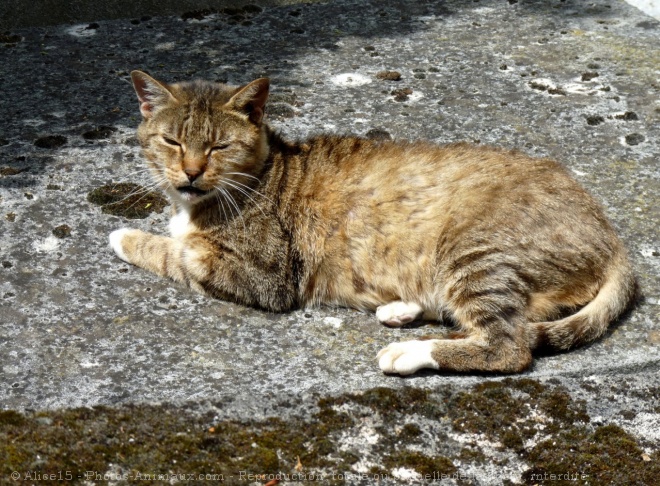 Photo de Chat domestique