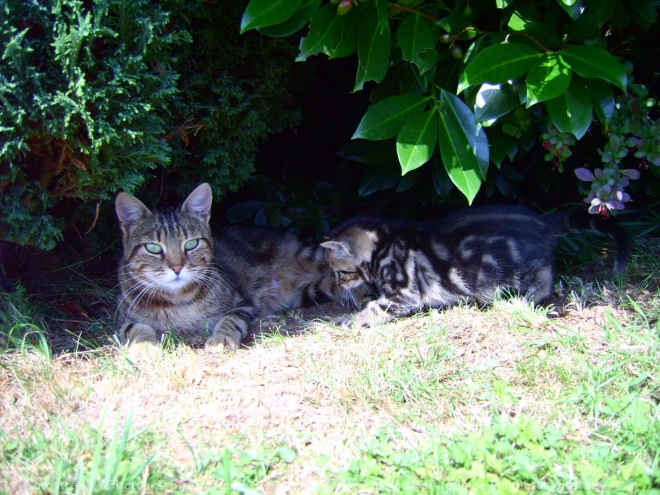 Photo de Chat domestique