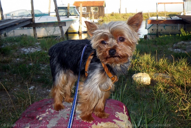 Photo de Yorkshire terrier