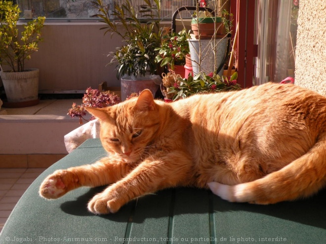 Photo de Chat domestique