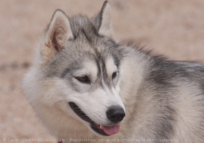 Photo de Husky siberien