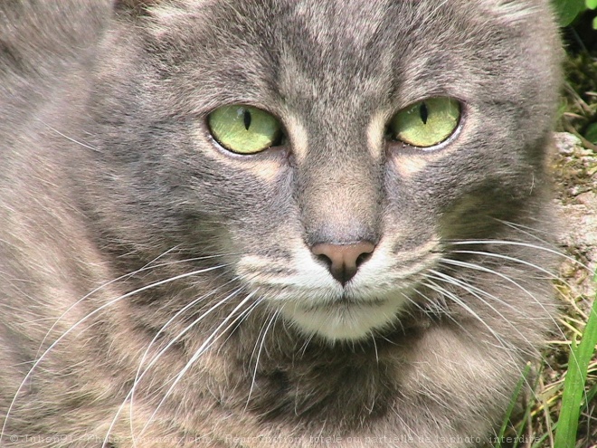 Photo de Chat domestique