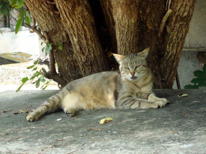 Photo de Chat domestique