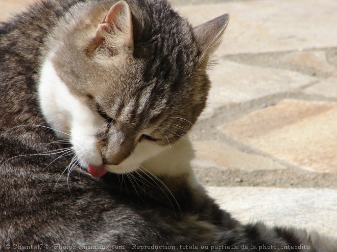 Photo de Chat domestique