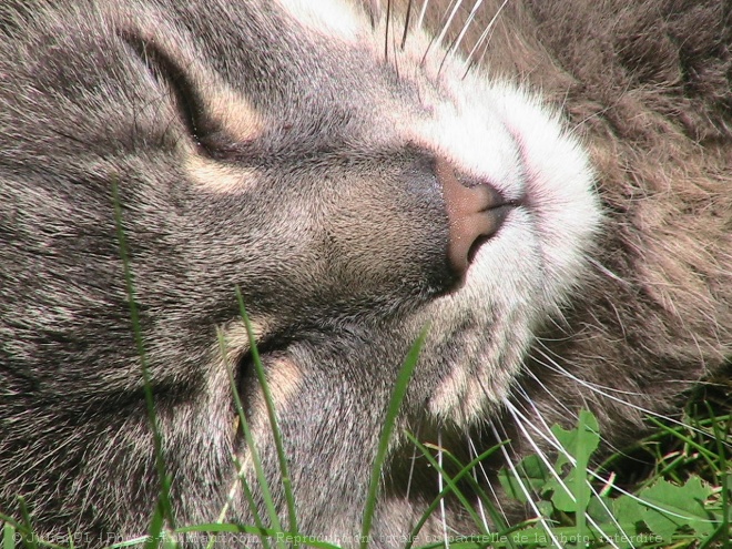 Photo de Chat domestique