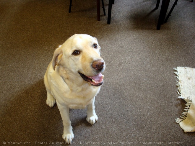 Photo de Labrador retriever