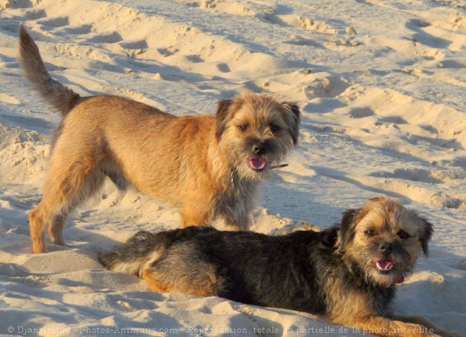 Photo de Border terrier