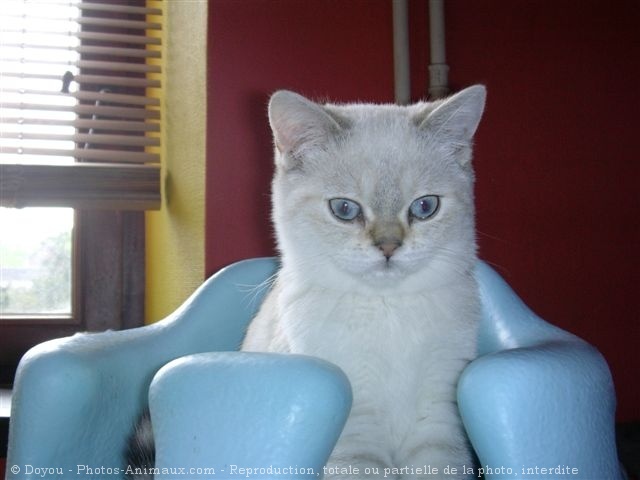 Photo de British shorthair