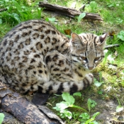 Photo de Chat margay