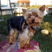 Photo de Yorkshire terrier