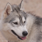 Photo de Husky siberien