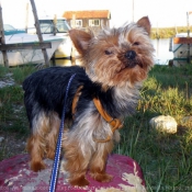 Photo de Yorkshire terrier