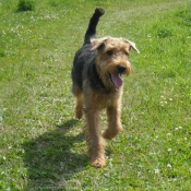 Photo d'Airedale terrier