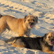 Photo de Border terrier