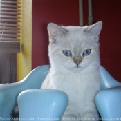 Photo de British shorthair