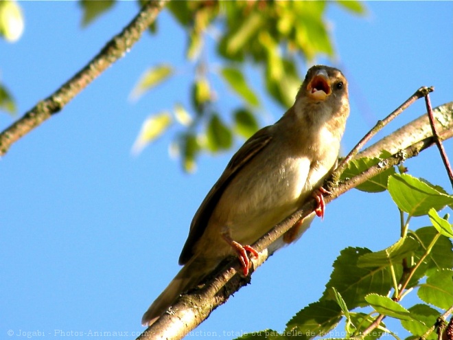 Photo de Moineau