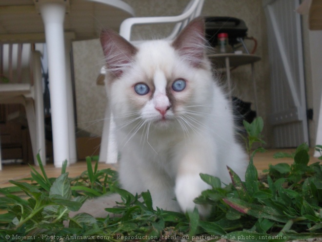 Photo de Ragdoll