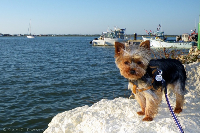 Photo de Yorkshire terrier