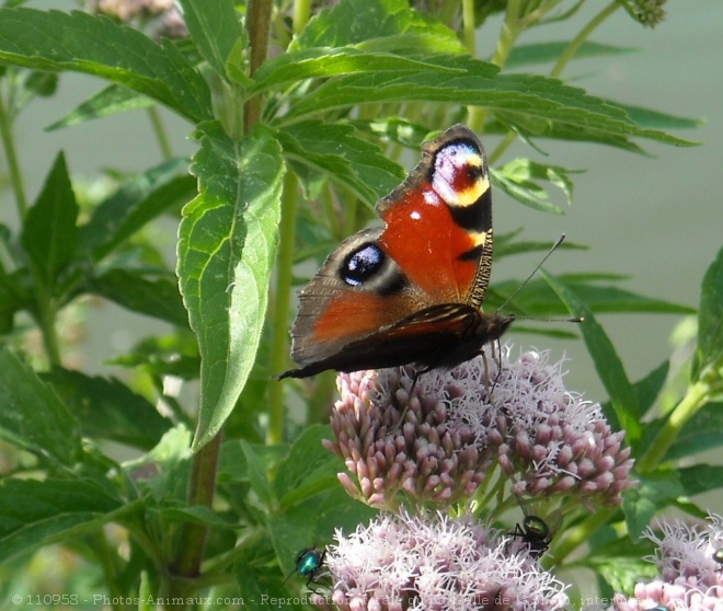 Photo de Papillon