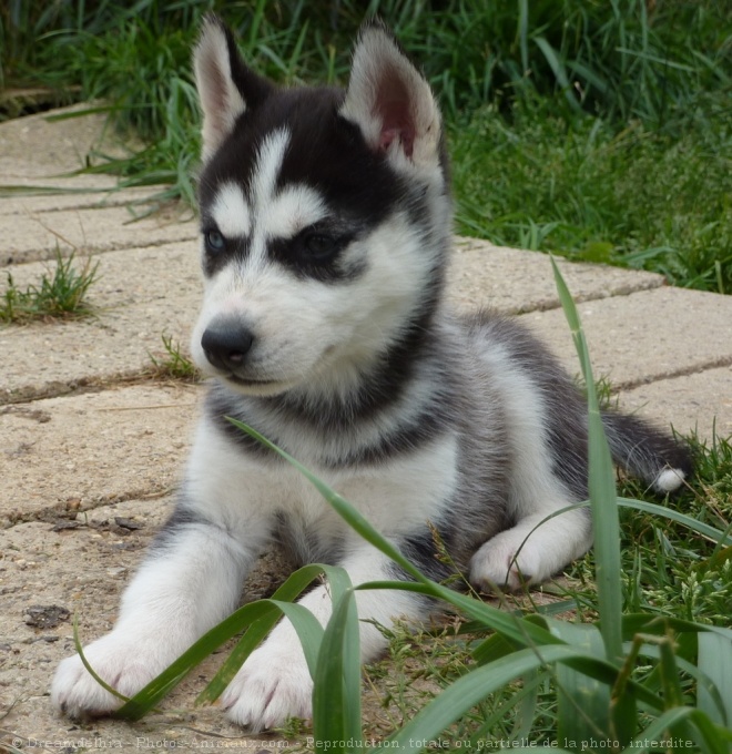 Photo de Husky siberien