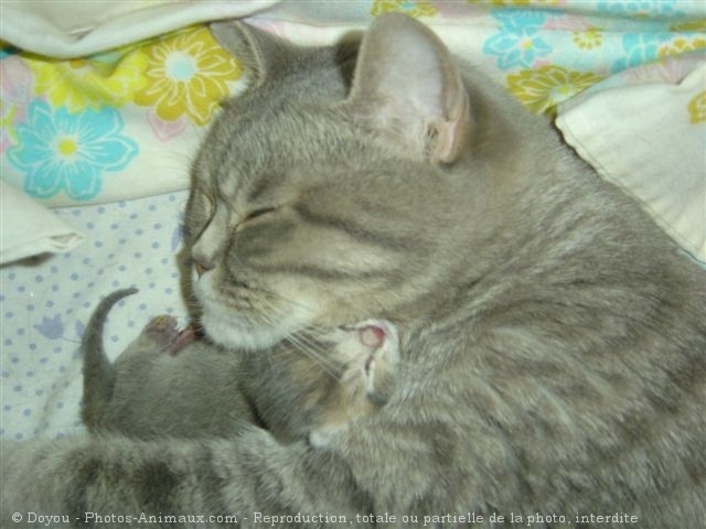 Photo de British shorthair