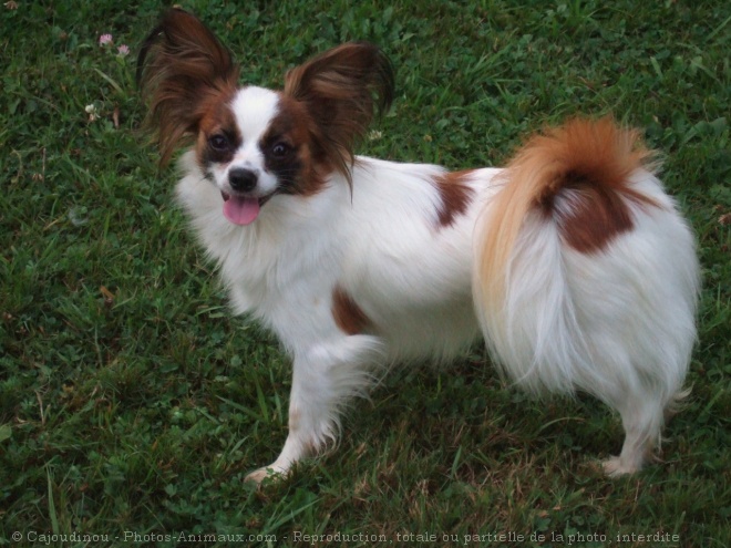 Photo d'Epagneul nain papillon