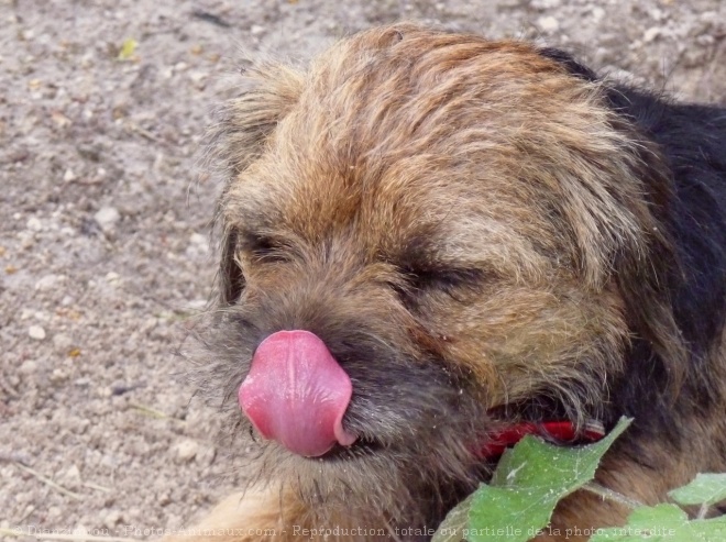 Photo de Border terrier