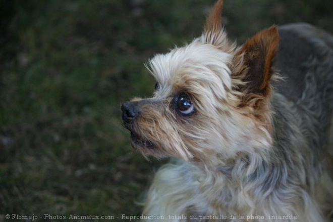 Photo de Yorkshire terrier