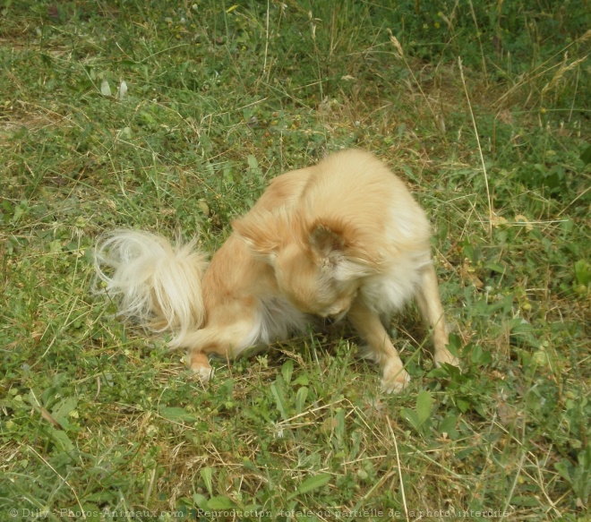 Photo de Chihuahua  poil long