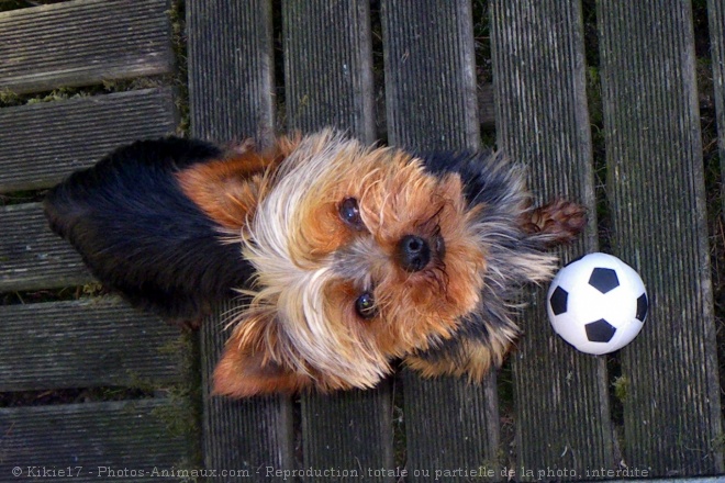 Photo de Yorkshire terrier