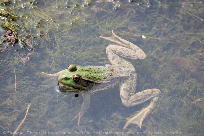 Photo de Grenouille