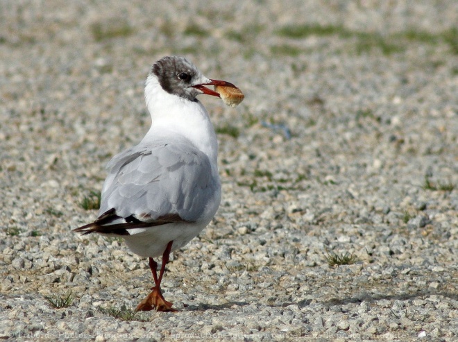 Photo de Mouette