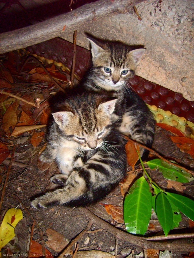 Photo de Chat domestique