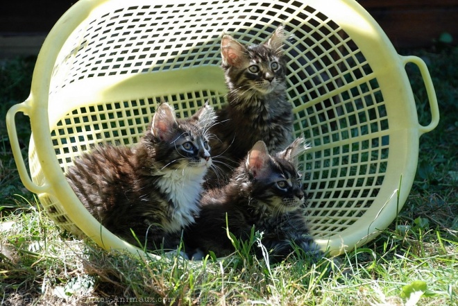 Photo de Maine coon