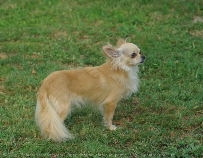 Photo de Chihuahua  poil long