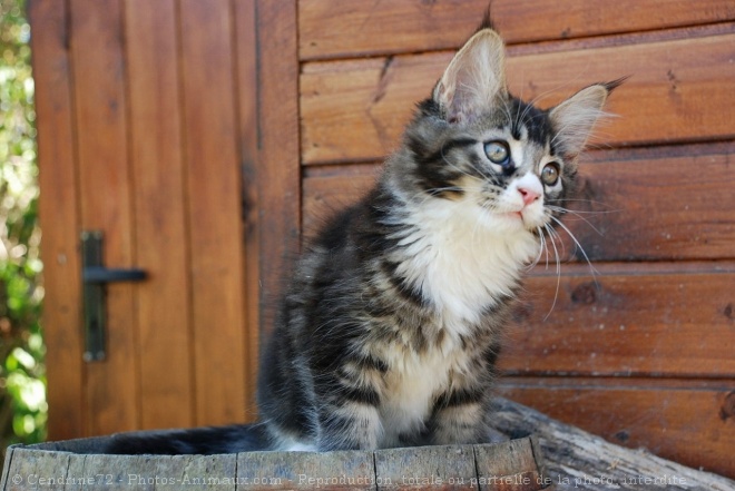 Photo de Maine coon