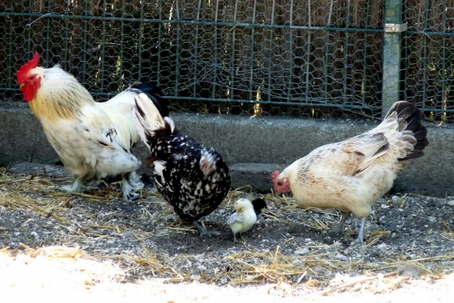 Photo de Races diffrentes