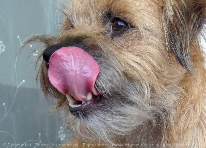 Photo de Border terrier