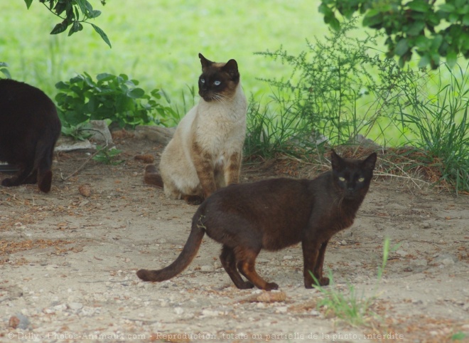 Photo de Chat domestique