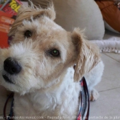 Photo de Fox terrier  poil dur