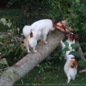 Photo d'Epagneul nain papillon