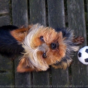 Photo de Yorkshire terrier