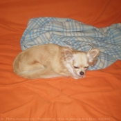 Photo de Chihuahua  poil long