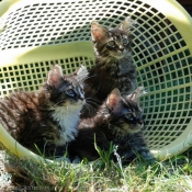 Photo de Maine coon