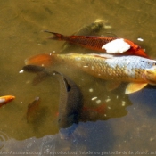 Photo de Poissons rouges