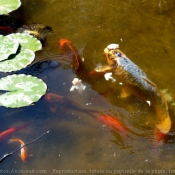 Photo de Poissons rouges