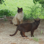 Photo de Chat domestique